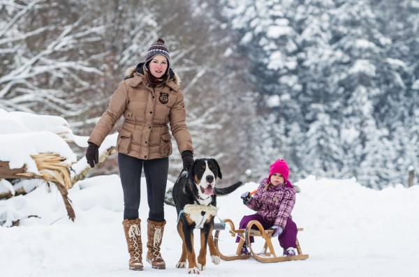 Сегодня швейцарские зенненхунды - это больше семейные собаки