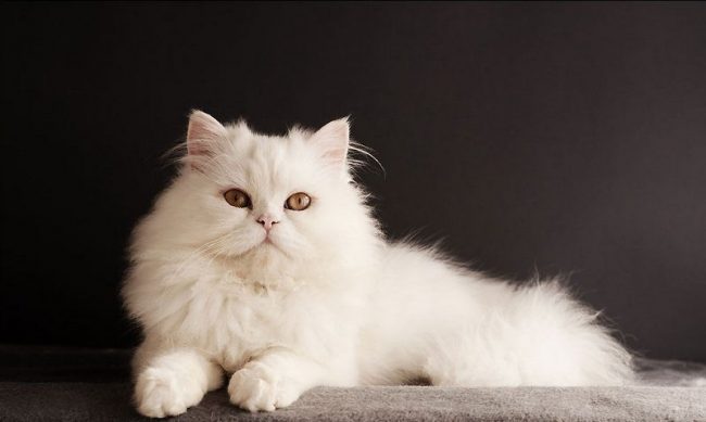 Сибирская белая кошка с классическим золотистым оттенком глаз
