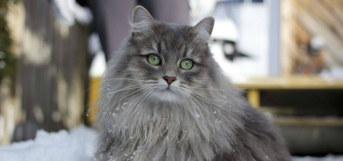 Сибирская кошка быстро снискала успех на выставках