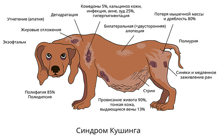 Симптомы болезни Кушинга у собак