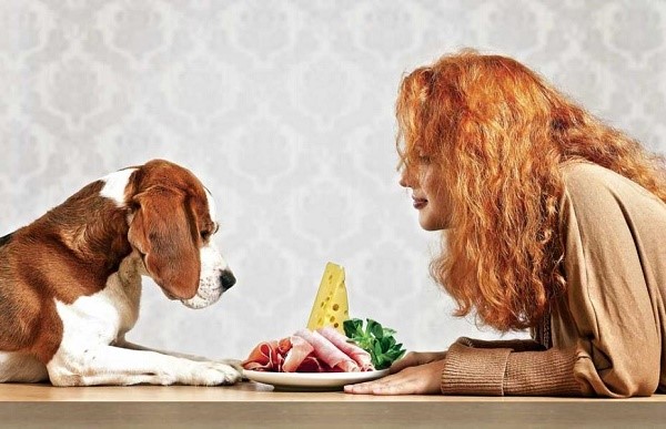 Собака, как и человек, может отравиться испорченными продуктами, или какими-либо токсичными веществами
