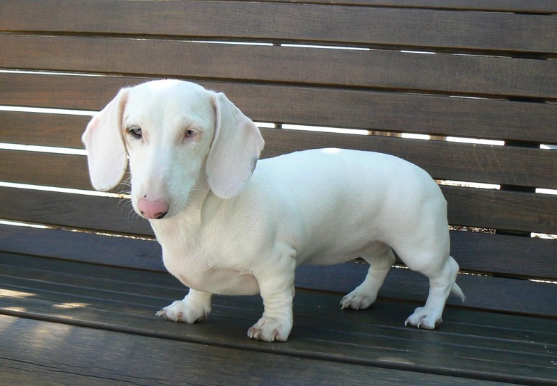 Собаки-альбиносы склонны к кожным заболеваниям