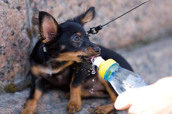 Собаки, питающиеся сухим кормом, нуждаются в большом количестве воды