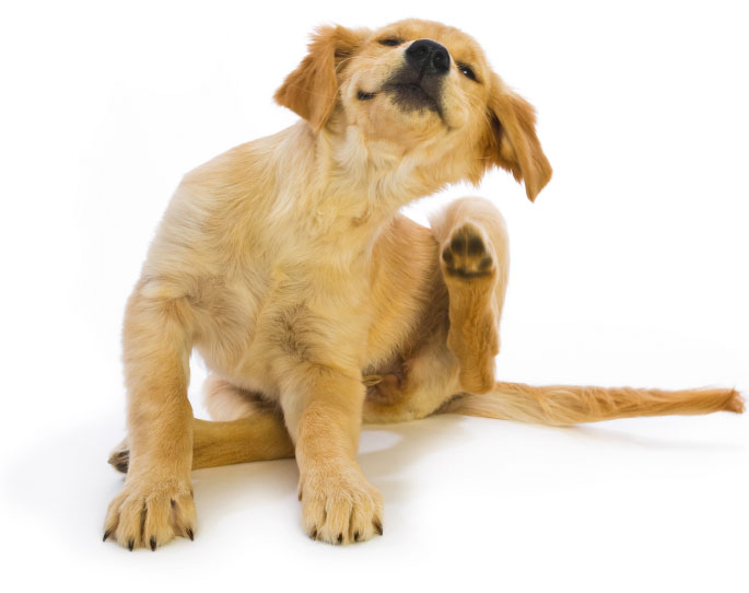 Собаки с проблемами нервной системы могут переносить стресс на физический уровень