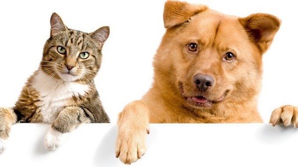 Согласно статистике, собаки намного реже вызывают у человека аллергическую реакцию по сравнению с кошками