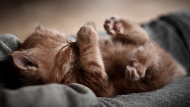 Сон на спине свойственен как котятам, так и взрослым особям