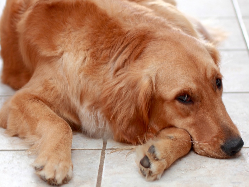 Состояние апатии - сигнал о болезни собаки