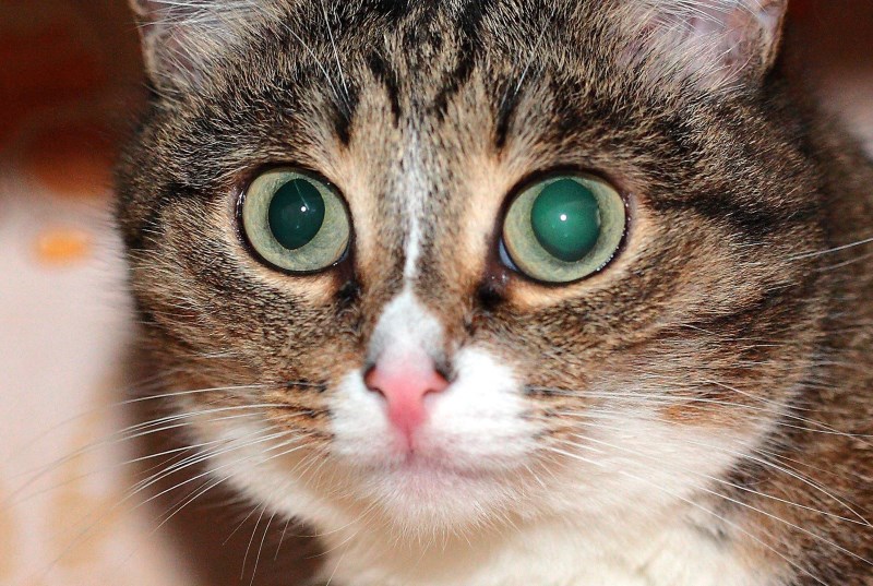 Стресс может стать причиной заболеваний глаз у кошки