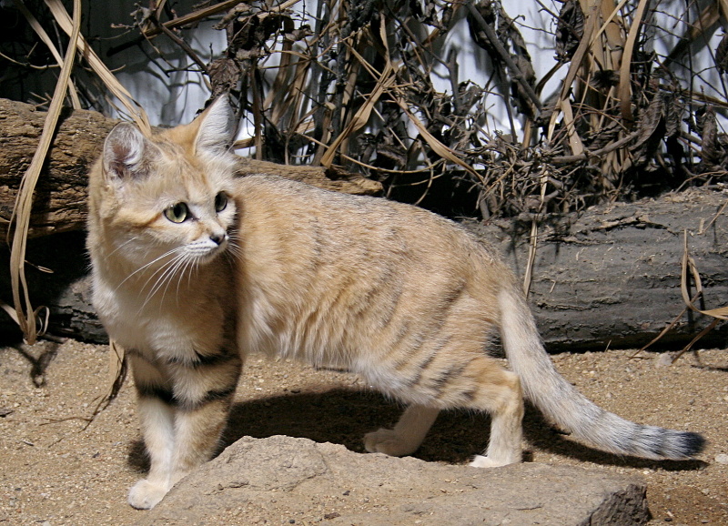 Существует несколько подвидов песчаного кота, а те, что уже открыты - далеко не предел