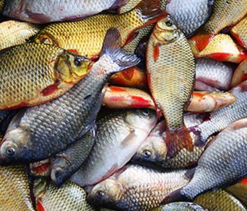 Употребление сырой рыбы способствует проникновению гельминтов в организм