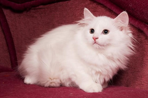 Тискать часами белую сибирскую кошку не получится, поскольку чаще она предпочитает соблюдение дистанции