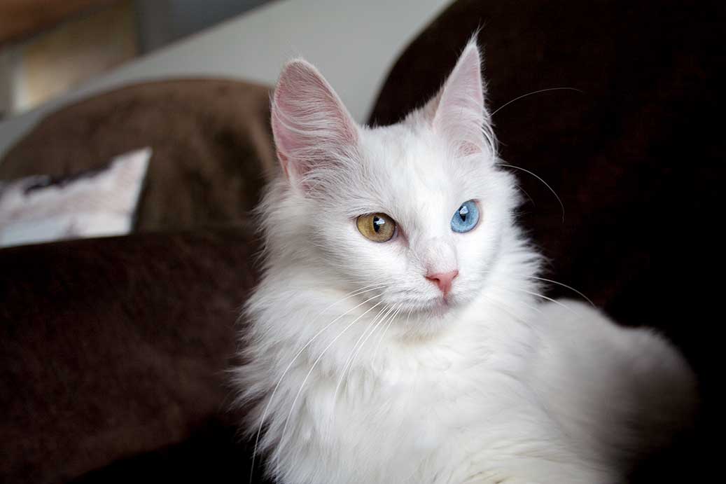Унаследовать глухоту белые кошки могут и от разноцветных родителей