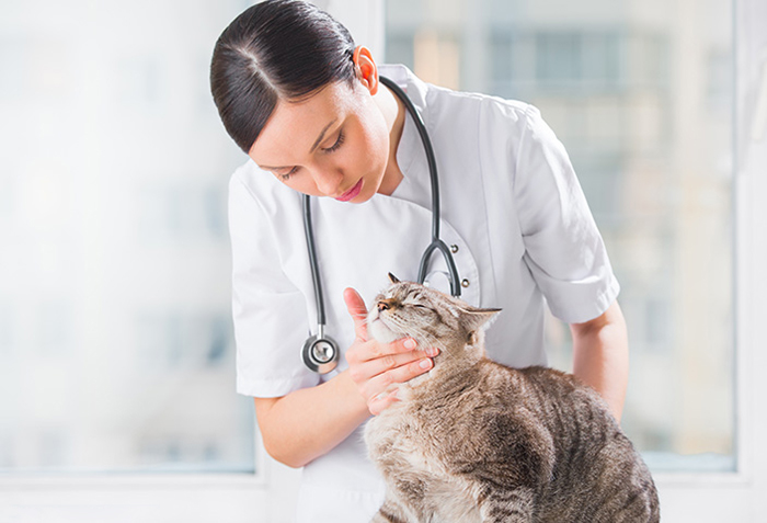 Установить точный диагноз может только ветеринар