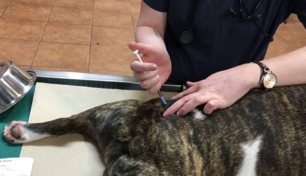 Уход за собакой-эпилептиком требует от хозяина навыков в области внутримышечных инъекций