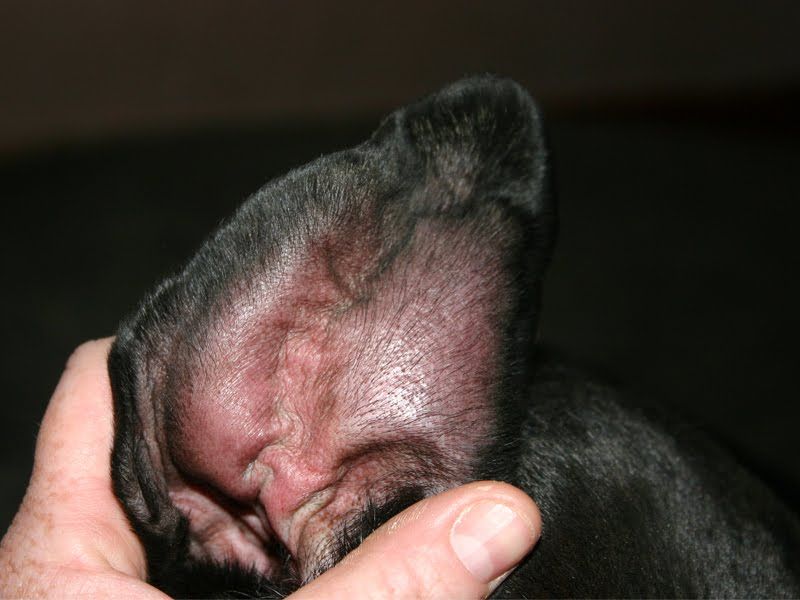 Ушная гематома у собак 