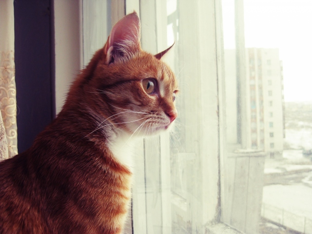 Часто поводом агрессии служит происходящее за окном - будь то упущенная птица или небитый соседский кот