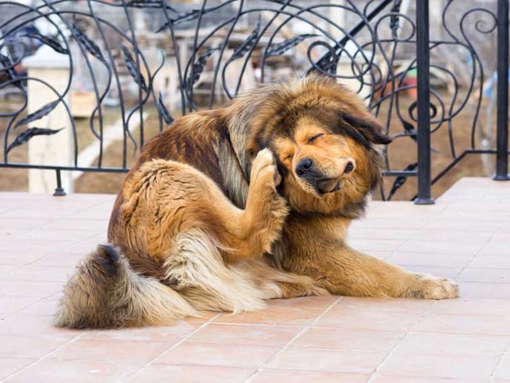 Частое почесывание собакой лапкой ушей - признак заболеваний ушей