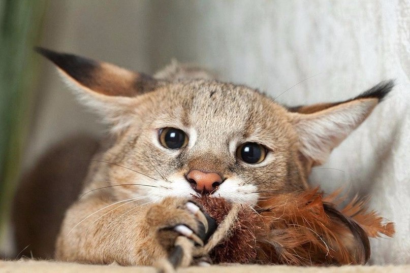 Чаузи - одна из самых дорогих кошек мира