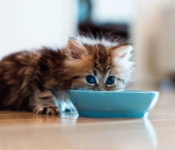 Чем лучше кормить котенка: натуралкой или кормом?