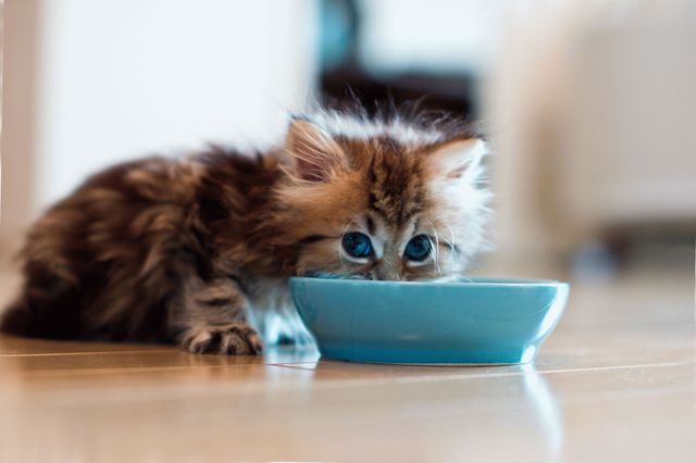 Чем лучше кормить котенка: натуралкой или кормом?
