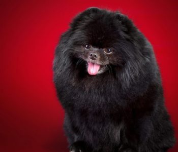 Чёрные собаки с хорошими кровями очень ценятся в породе