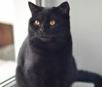 Чёрный британский кот-подросток