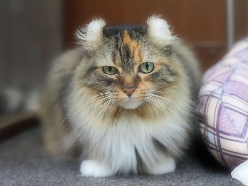 Чип для кошек позволяет владельцу защититься от их кражи или подмены