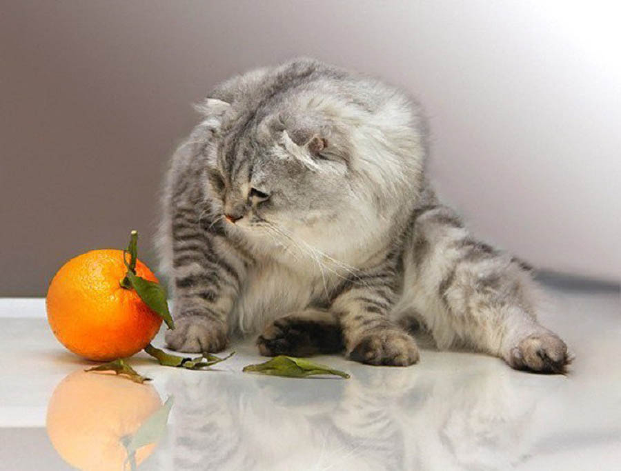 Какой запах отпугивает кошек