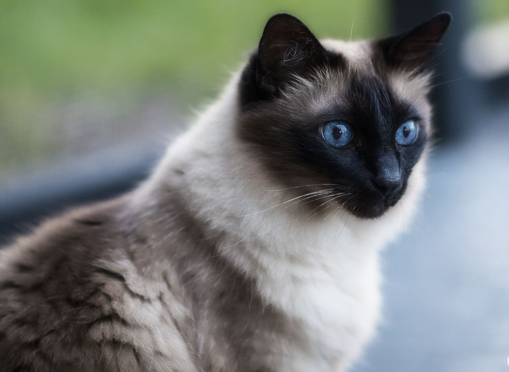 Балинезийская кошка: описание породы, характер, содержание и уход