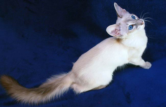 Картинки кошек породы балинезийская thumbnail