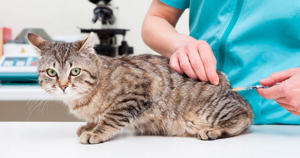 Герпес у кошек как лечить в домашних условиях thumbnail