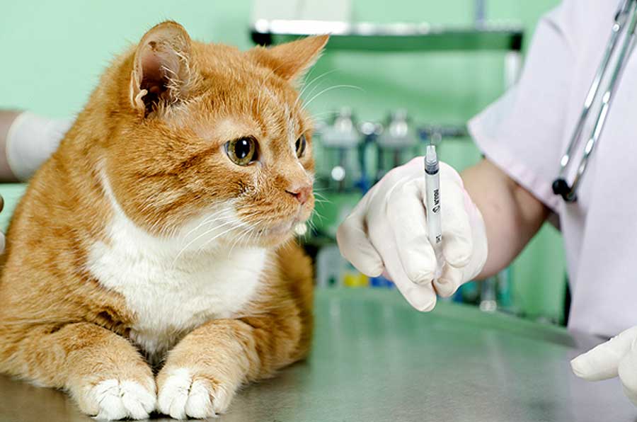 Как вылечить котенка от гиперпаратиреоза thumbnail