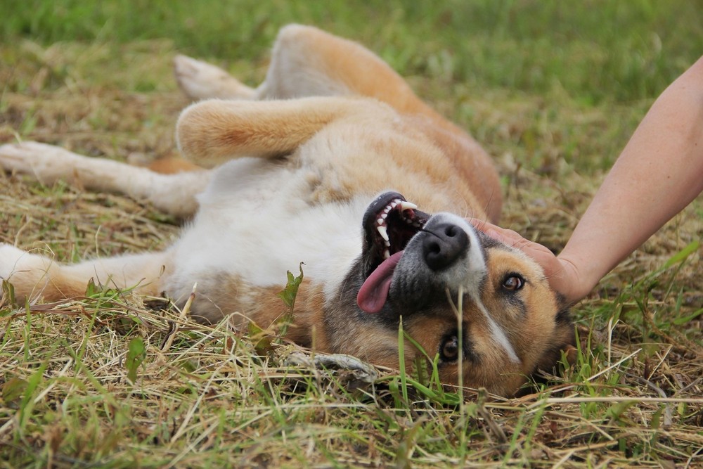 Взбалмошный, но дружелюбный пес-сангвиник всегда рад провести время с хозяином и поиграть на природе