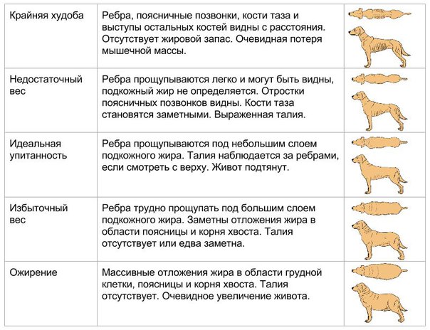 Виды веса собаки