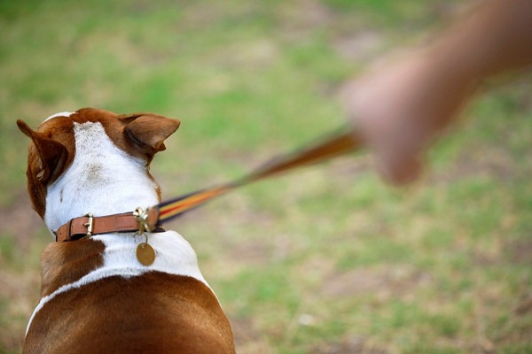 Во время прогулок собака может подавать признаки паники, игнорируемые хозяином