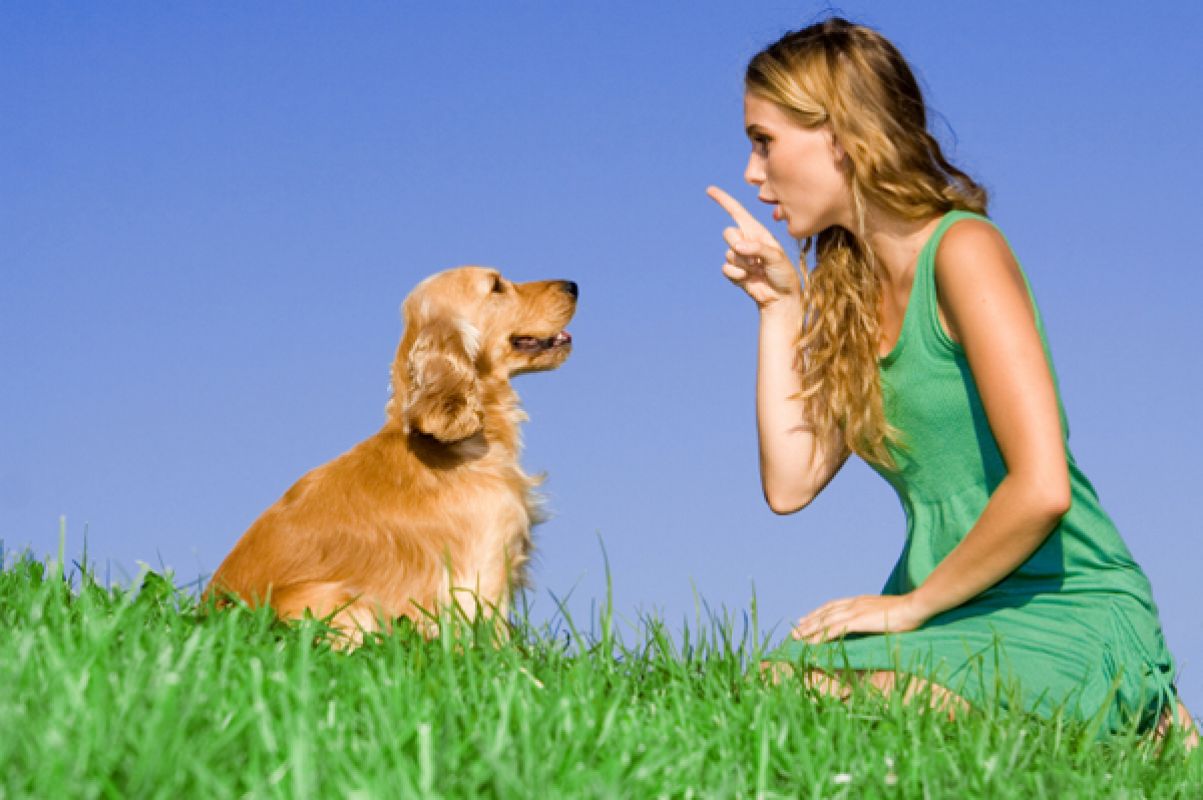 Главный принцип воспитания - доступно и четко объяснить собаке, как ей можно себя вести, а как категорически запрещено