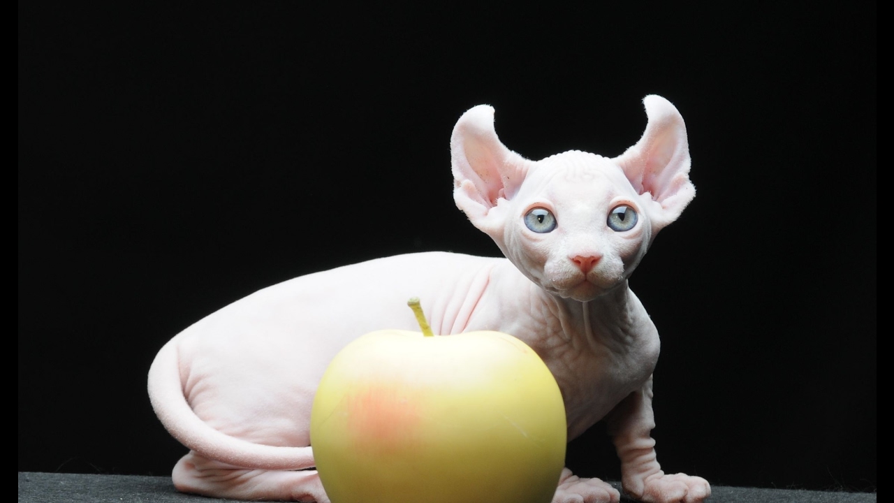 кот породы двэльф. ориентальная кошка маленький котенок. сингапурская кошка. сфинкс бамбино двэльф. сингапурская кошка породы кошек.