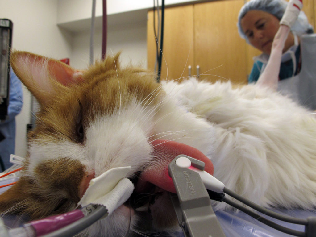 Скольки месяцев можно стерилизовать кошку. Стерилизация кошки операция.