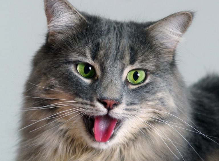 Кот звук ö. Шокированный кот. Моя кошка мяукает. Игрушка кошка мяукает. Кошка с открытым ртом.