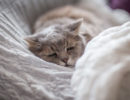 что делать если кот орет по утрам. Смотреть фото что делать если кот орет по утрам. Смотреть картинку что делать если кот орет по утрам. Картинка про что делать если кот орет по утрам. Фото что делать если кот орет по утрам
