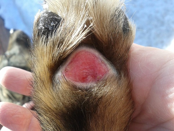 Как вылечить рваную рану у собаки thumbnail
