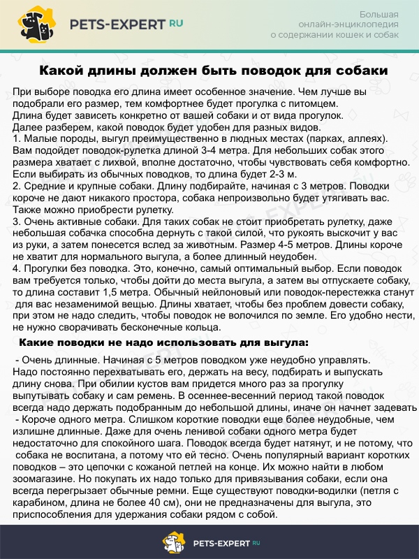 с какого возраста щенка можно водить на поводке. %D0%9A%D0%B0%D0%BA%D0%BE%D0%B9 %D0%B4%D0%BB%D0%B8%D0%BD%D1%8B %D0%B4%D0%BE%D0%BB%D0%B6%D0%B5%D0%BD %D0%B1%D1%8B%D1%82%D1%8C %D0%BF%D0%BE%D0%B2%D0%BE%D0%B4%D0%BE%D0%BA %D1%83 %D1%81%D0%BE%D0%B1%D0%B0%D0%BA%D0%B8. с какого возраста щенка можно водить на поводке фото. с какого возраста щенка можно водить на поводке-%D0%9A%D0%B0%D0%BA%D0%BE%D0%B9 %D0%B4%D0%BB%D0%B8%D0%BD%D1%8B %D0%B4%D0%BE%D0%BB%D0%B6%D0%B5%D0%BD %D0%B1%D1%8B%D1%82%D1%8C %D0%BF%D0%BE%D0%B2%D0%BE%D0%B4%D0%BE%D0%BA %D1%83 %D1%81%D0%BE%D0%B1%D0%B0%D0%BA%D0%B8. картинка с какого возраста щенка можно водить на поводке. картинка %D0%9A%D0%B0%D0%BA%D0%BE%D0%B9 %D0%B4%D0%BB%D0%B8%D0%BD%D1%8B %D0%B4%D0%BE%D0%BB%D0%B6%D0%B5%D0%BD %D0%B1%D1%8B%D1%82%D1%8C %D0%BF%D0%BE%D0%B2%D0%BE%D0%B4%D0%BE%D0%BA %D1%83 %D1%81%D0%BE%D0%B1%D0%B0%D0%BA%D0%B8. Один из главных вопросов, с которым сталкиваются начинающие собаководы: как приучить щенка к поводку. На самом деле это не самый сложный навык, и обычно на его освоение у собак уходит не так много времени – на основные шаги понадобится буквально несколько дней. Конечно, при условии что владелец готов заниматься со своим питомцем и учитывать его потребности. Рассмотрим, когда нужно приучать к поводку и как это правильно сделать.