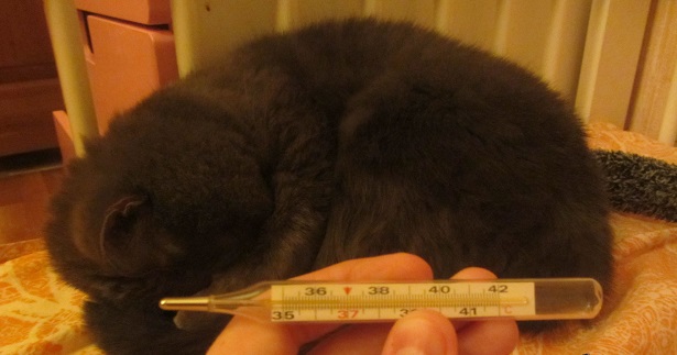 Как измерить температуру котенку