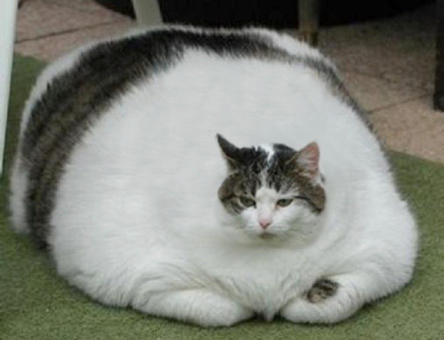 Похудение кошки: как похудеть стерилизованной кошке, корма, причины ожирения, как помочь животному сбросить вес, длительность диеты