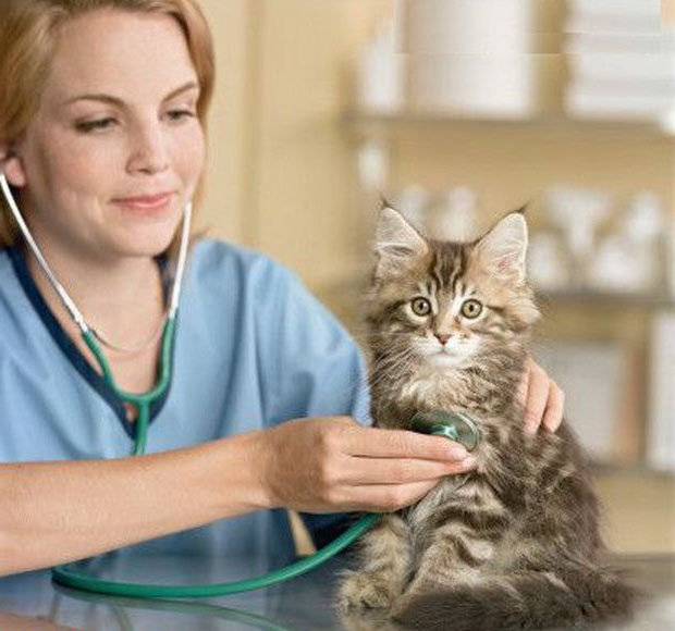 Каждому возрасту кота предполагается свой подход в выборе витаминных комплексов и лекарств