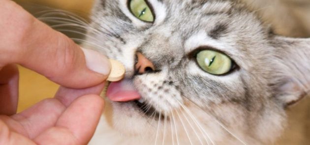 Наличие аптечки позволит обезопасить кошку от возможных осложнений, если таковые имеются