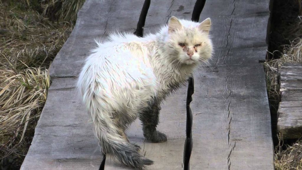 Какой запах отпугивает кошек