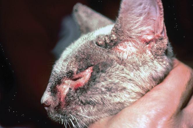 Нотоэдроз у кошек: симптомы и лечение, фото