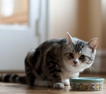 Обезвоживание у кота