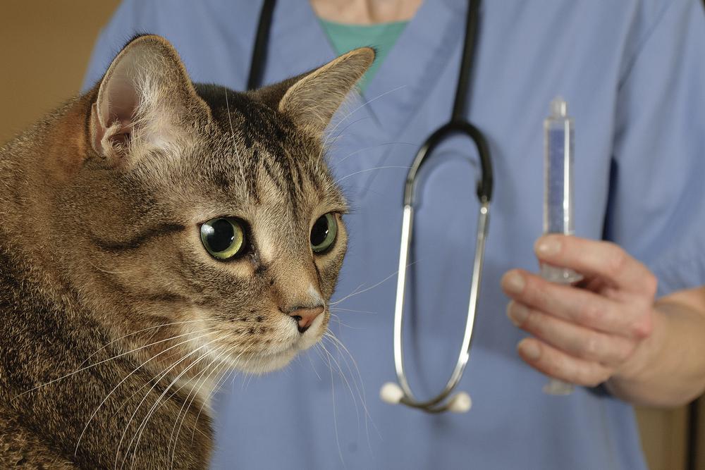Перед применением медикаментов для облегчения родов кошки, проконсультируйтесь с ветеринаром